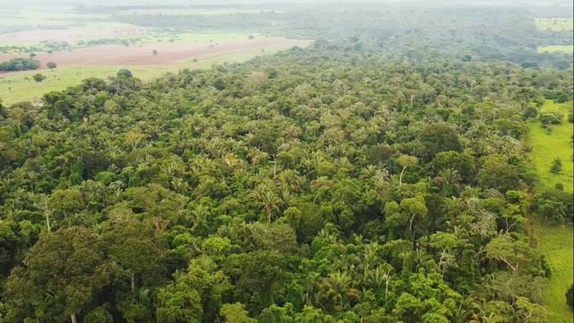 Matas de preservação na fazenda Gaúcha chegam a 32% de toda a propriedade. Foto: Reprodução