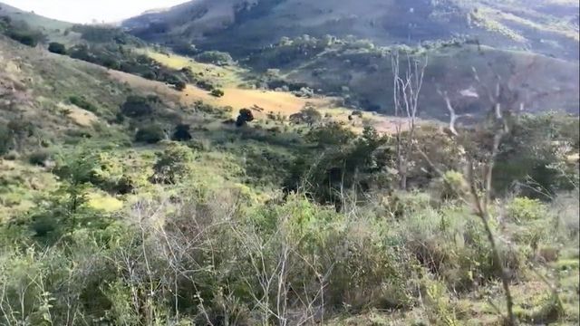 Pasto sujo com árvores nativas? Saiba como limpá-lo sem multa ambiental