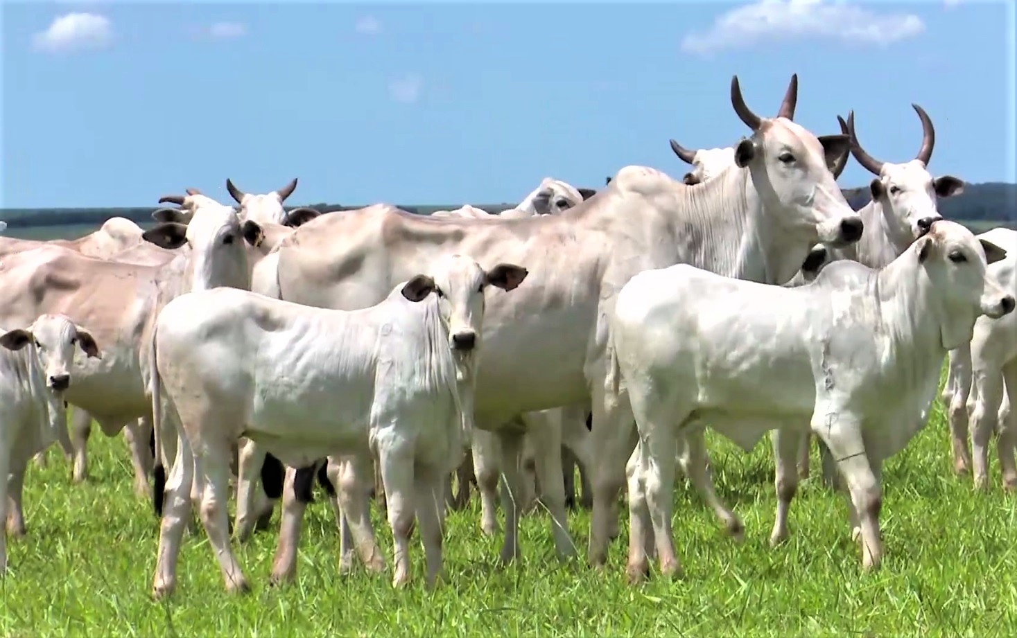 Esta doença mata metade dos bezerros com até 28 dias de idade! Saiba como evitá-la