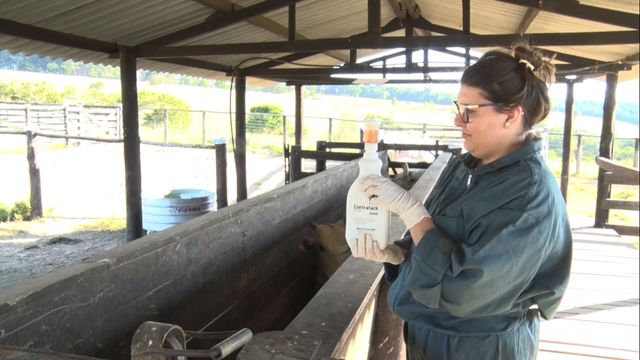 Carrapato bovino: calendário de controle começa agora em dezembro na região Sul