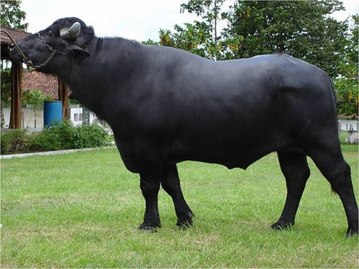 Raça Murrah