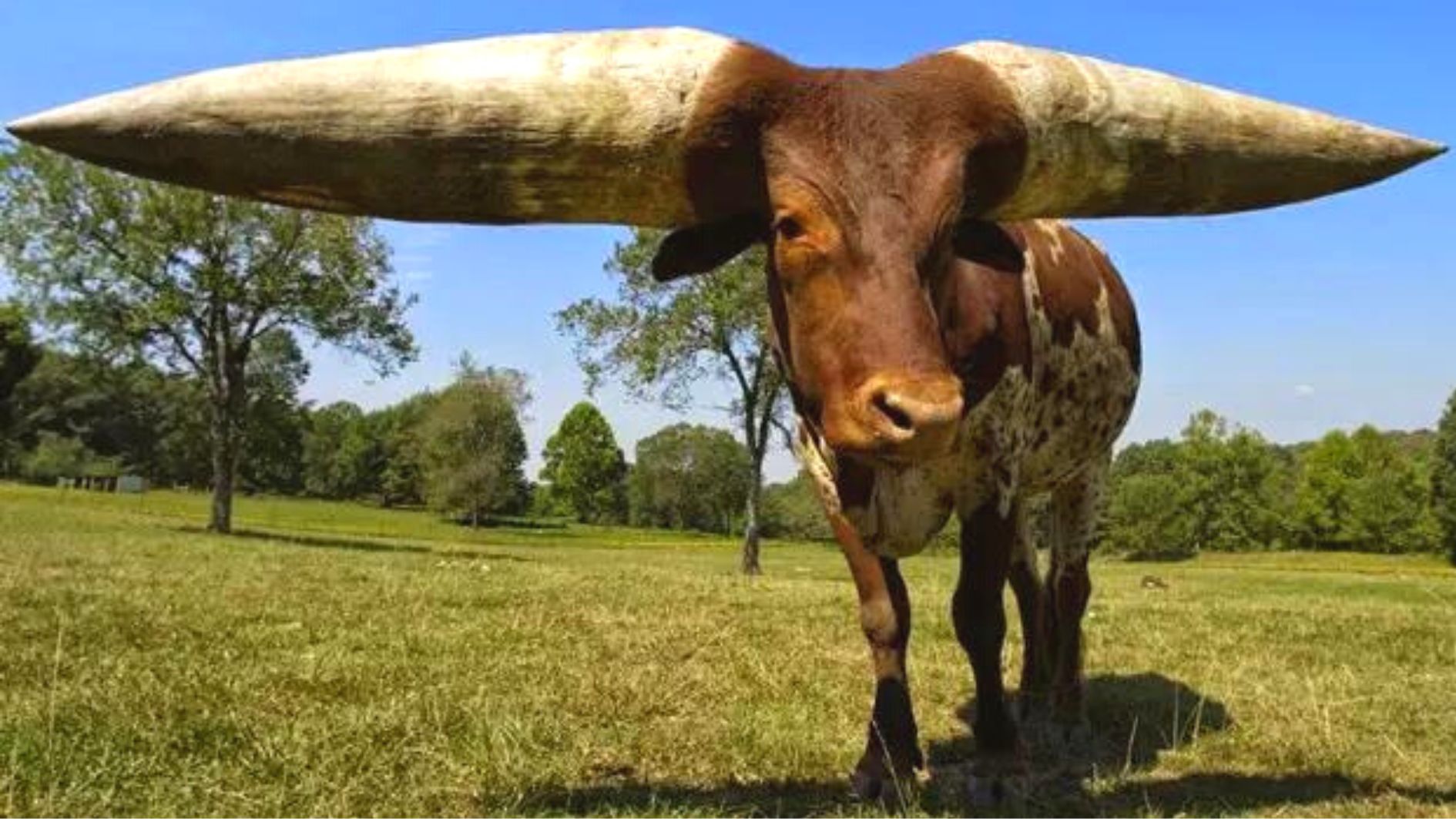 Watusi, o boi com a maior circunferência de chifres do mundo