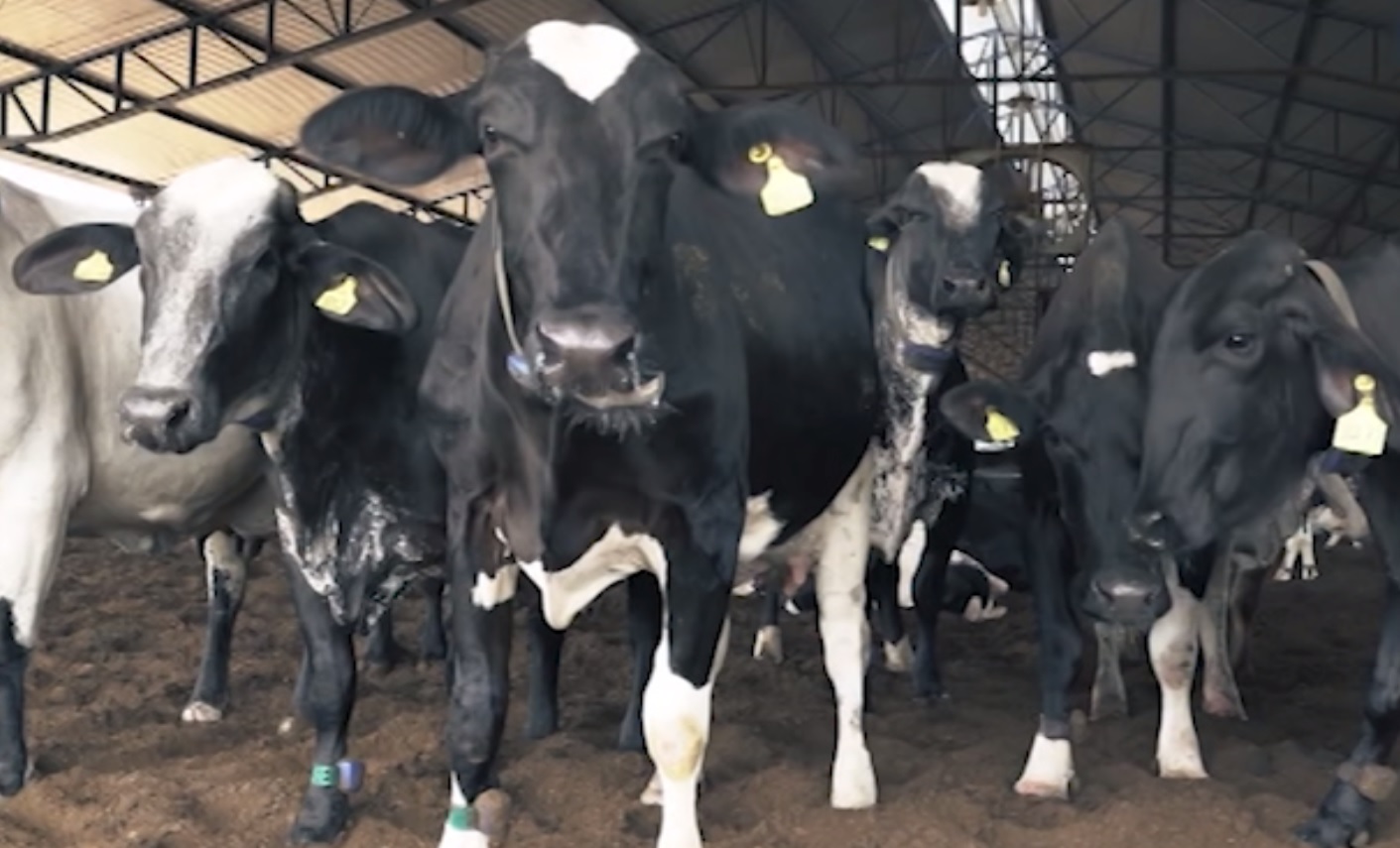 Como a vaca produz leite em seu organismo?