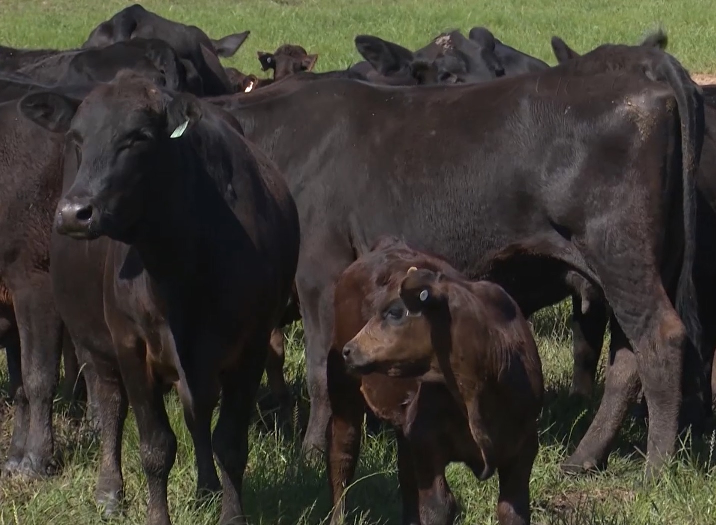 Vaca Brangus com bezerro ao pé. Foto: Divulgação