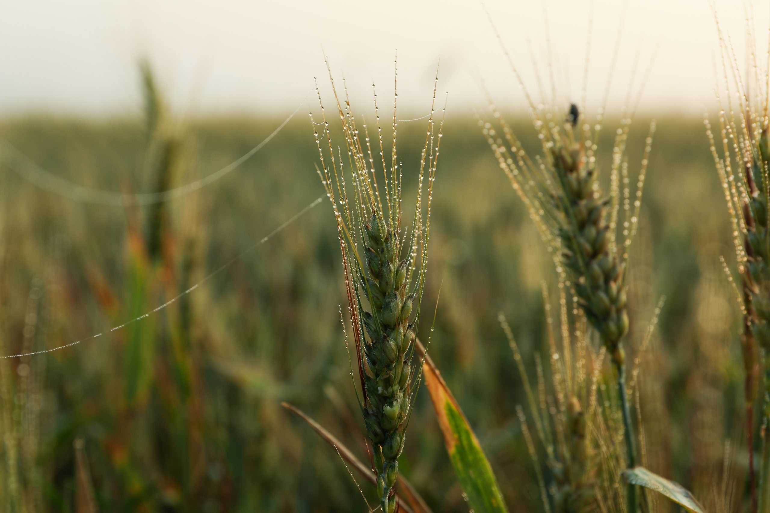 Cevada para o gado? Conheça os benefícios do cereal na alimentação de bovinos