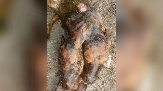 Bezerro de duas cabeças nasce e assusta pecuarista. Saiba o que pode ser