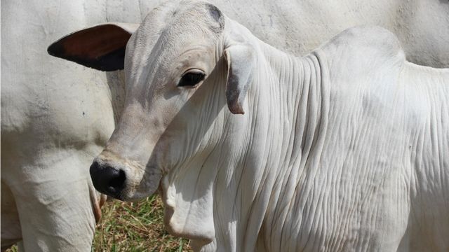 Bezerro com feridas na orelha: saiba o que pode ser e como tratar