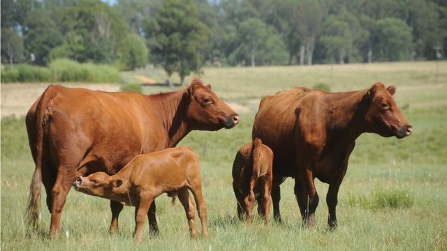 Bovinos de corte: modelo prático para desmamar terneiros precocemente. Foto: Kéke Barcelos/Embrapa Pecuária Sul