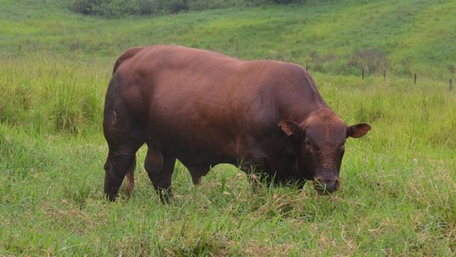 Saiba quais as raças de touros ideais para fêmeas com sangue Angus e Braford