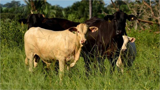 Touro Canchim em vaca F1 Nelore e Wagyu: cruza produz bons bezerros?