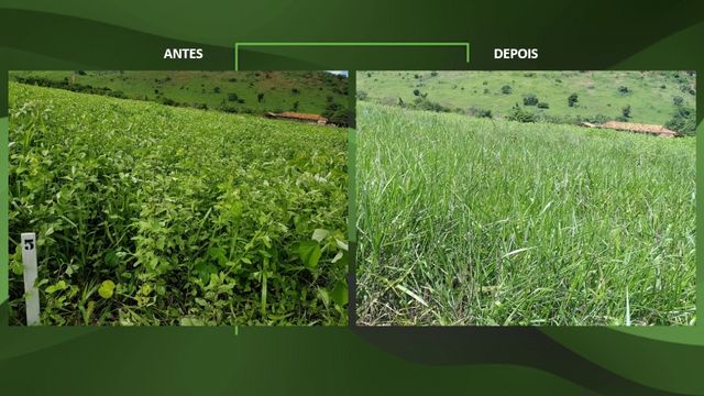 O antes e o depois no manejo de invasoras em pasto sujo. Fotos: Divulgação/Corteva Agriscience