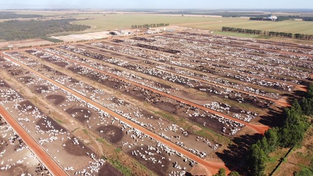 Confinamento de bovinos faz uso de dieta sem volumoso no cocho. Foto: Divulgação