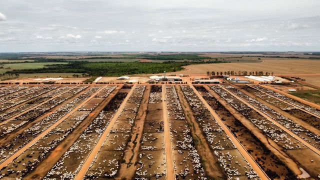 Boi gordo sem volumoso: dieta garante mais arrobas com menos alimentos