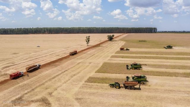 Área de prdução de grãos na fazenda. Foto: Reprodução