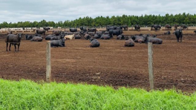 Área de confinamento de bovinos na fazenda Campanário. Foto: Reprodução