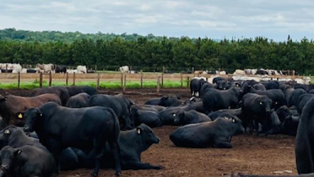Friboi Day mostrará as melhores práticas de uma pecuária sustentável, regenerativa e lucrativa