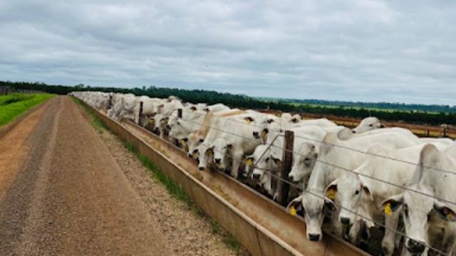 Como o abate de bovinos jovens melhora a “pegada de carbono” da pecuária do País