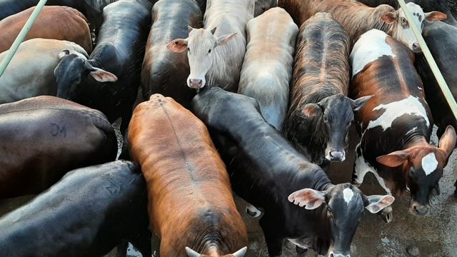 Lote de 200 novilhas chegam a quase 16@ em Mato Grosso Lote de 200 novilhas chegam a quase 16@ em Mato Grosso