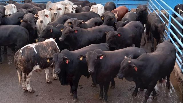 Pecuarista troca confinamento próprio por serviço de engorda e boi vai para a Europa