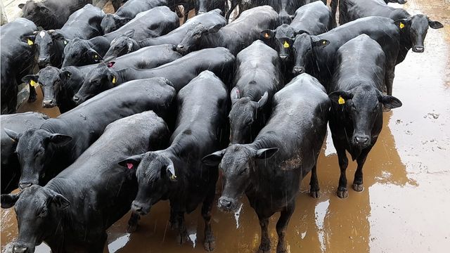 Novilha de integração lavoura-pecuária chega a quase 20@ na Bahia