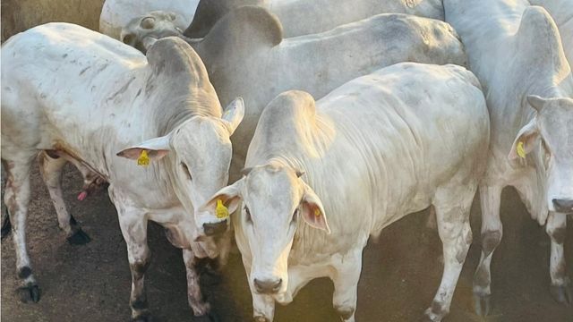 Mais de 1,6 mil bovinos disputam a Copa do Nelore em Diamantino (MT)