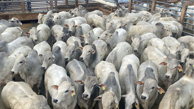 Fazenda modelo em sustentabilidade é destaque na Copa do Nelore em MT