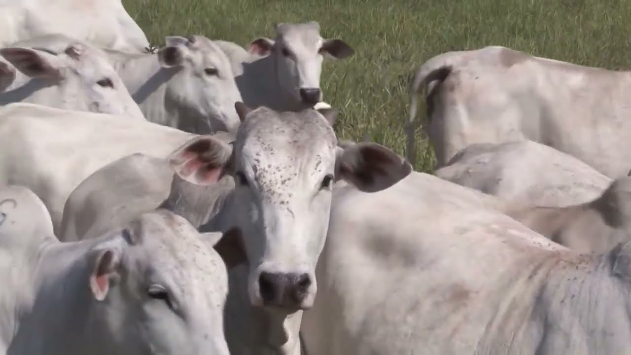 Bezerro do “cedo”: por que ele é mais pesado e eleva a taxa de prenhez da fazenda?