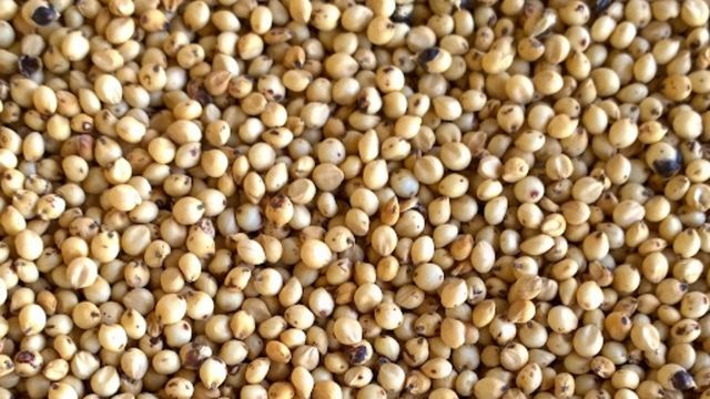 Detalhe dos grãos de sorgo. Foto: Divulgação/Embrapa Milho e Sorgo
