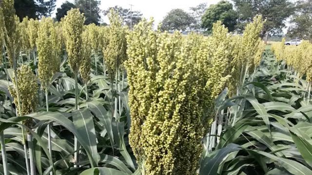 Sorgo: custa menos que o milho e ainda nutre bem o boi. Saiba mais sobre o grão