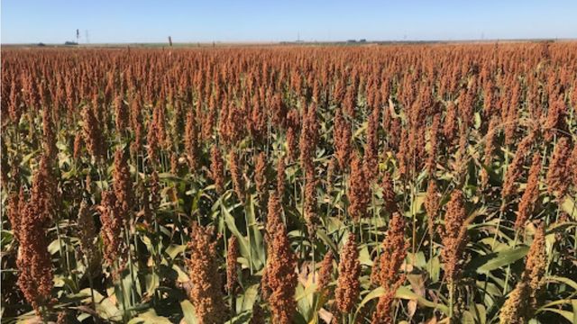Plantação de sorgo. Foto: Divulgação/Embrapa Milho e Sorgo