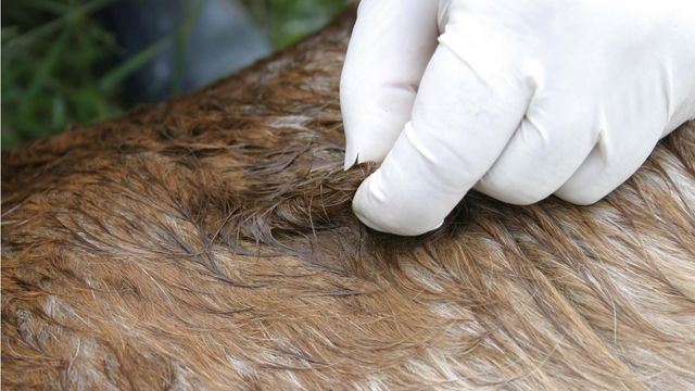 Testagem de tuberculose bovina. Foto: Alcides Okubo Filho/Embrapa Gado de Leite