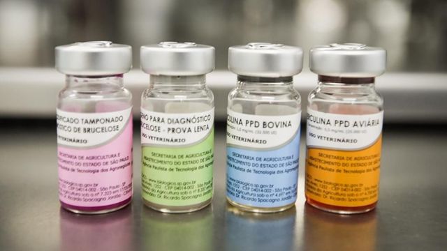 Kit para testagem de tuberculose bovina. Foto: Divulgação