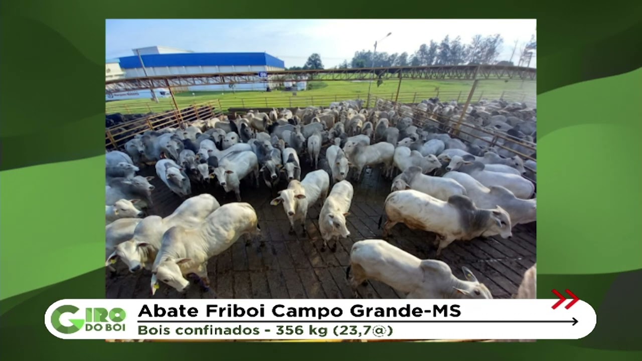 Novilho zero dentes de 1ª fazenda carbono neutro do País ultrapassa 23@ em MS Novilho zero dentes de 1ª fazenda carbono neutro do País ultrapassa 23@ em MS