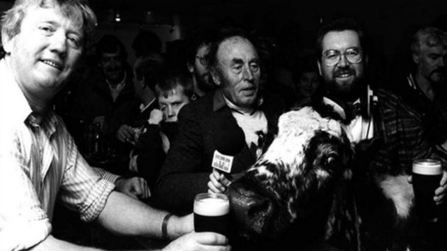 Vaca mais erada do mundo, Big Bertha, em pub irlandês.