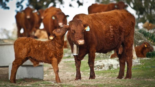 Salers: vaca francesa é considerada a melhor ‘mãe’ das raças bovinas