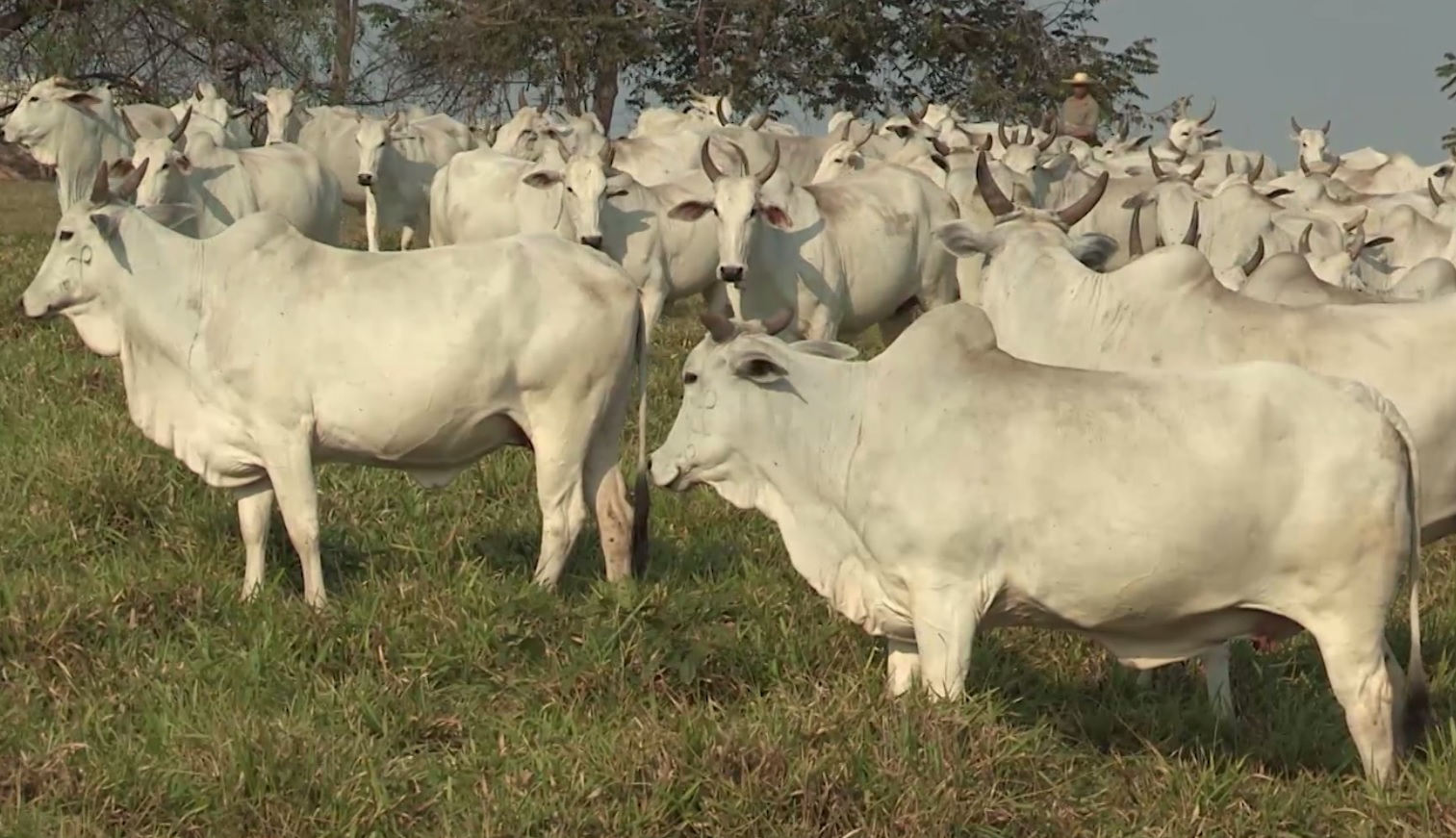 Cuidado: escore de vaca a campo precisa estar melhor que fêmea para IATF 