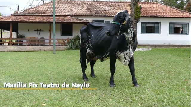 Vaca Girolando do Brasil é a maior produtora de leite do mundo