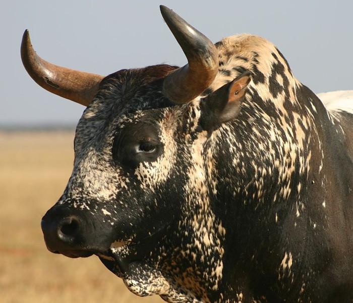 Nguni é o africano mais rustico do mundo