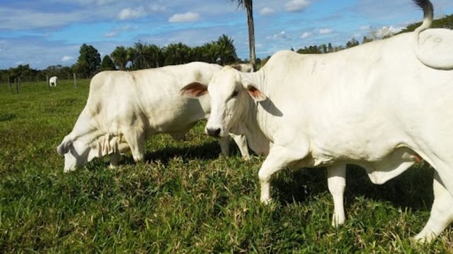 Bovinos pastejando em área de capim consorciada com a leguminosa desmódio. Foto: Divulgação/Embrapa