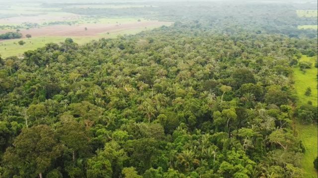 O que diz a lei sobre o corte de árvores ameaçadas de extinção?