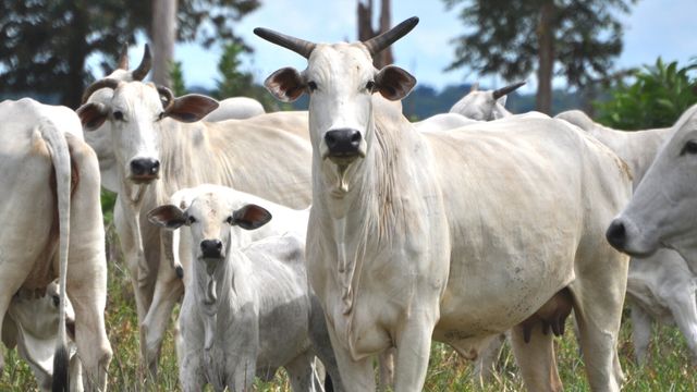 Dois pontos são a chave para o sucesso de uma fazenda de cria. Saiba quais são