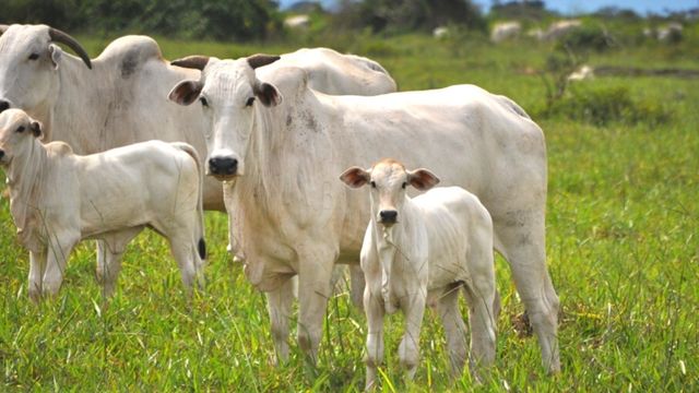 Diarreia bovina mata o bezerro nos primeiros 30 dias de vida