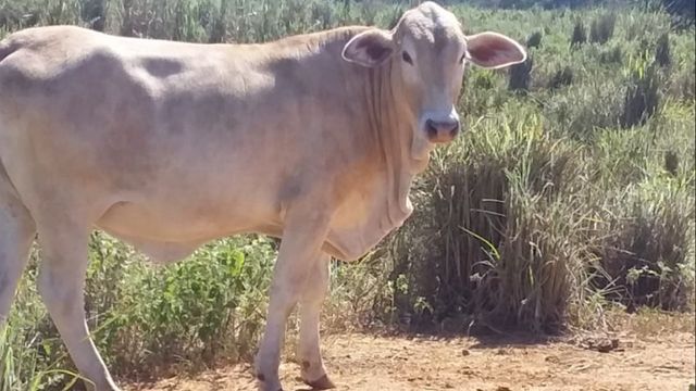 Que cruzamento de gado é esse? Especialista desvenda o mistério. Confira