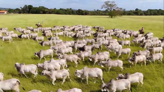 Bovinos de corte em área de pasto da fazenda. Foto: Reprodução