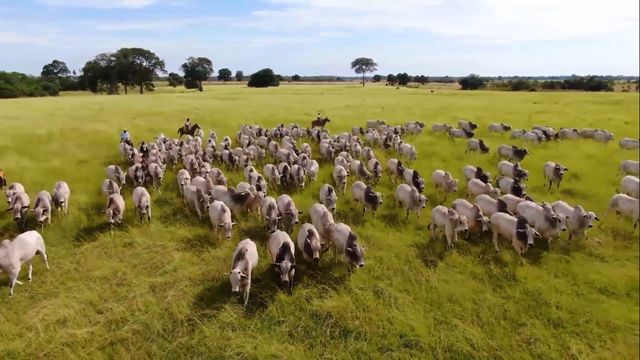 Fazenda de gado lucrativa presta atenção em 4 índices. Saiba quais são