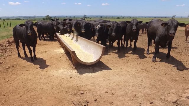 Qual a quantidade máxima de milho que pode ser oferecida para o gado?