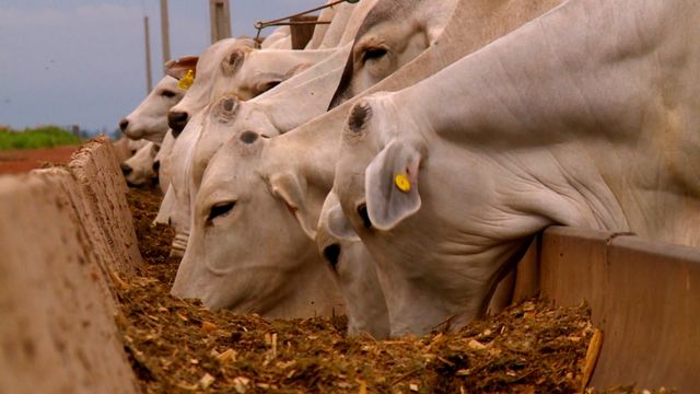 Quanto se pode substituir o milho pela aveia na ração do gado? Quanto se pode substituir o milho pela aveia na ração do gado?