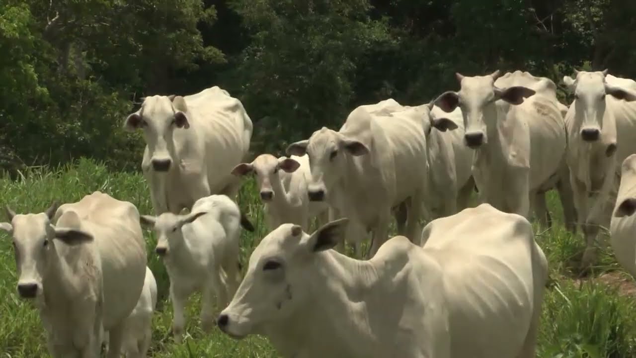 Saiba por que “sobra de comida” no pasto pode turbinar o nascimento de bezerros