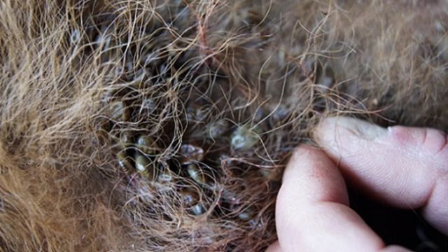 Controle parasitário: como resolver uma alta infestação de carrapatos?