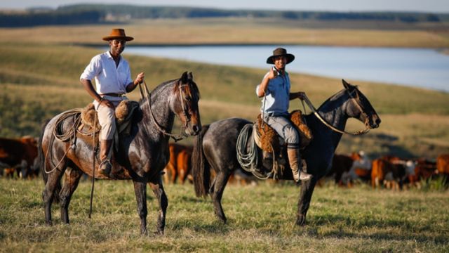 Cavalo de lida: saiba o escore ideal e como cuidar da saúde dele